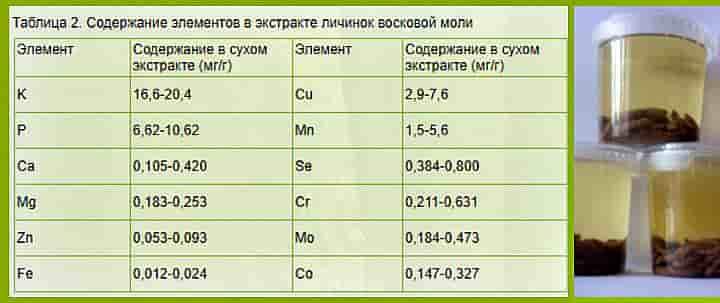 Воскова міль і її личинки в лікуванні туберкульозу та безпліддя