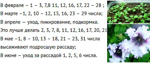 Посів петунії на розсаду в 2021 році - хитрості посадки насіння