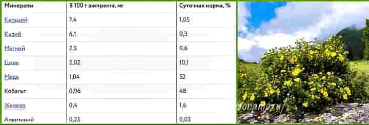 Курильський чай - чагарник з антибіотичними природними властивостями