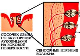 Що таке смакові рецептори, які види смаку відчуває організм