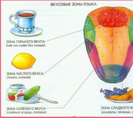 Що таке смакові рецептори, які види смаку відчуває організм