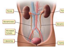 Сечова система жінки: будова і можливі захворювання