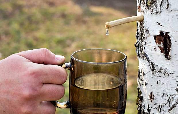 Квас з березового соку довгого зберігання. Як приготувати в домашніх умовах