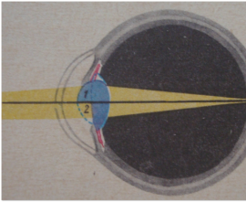 Органи почуттів людини. Очі.