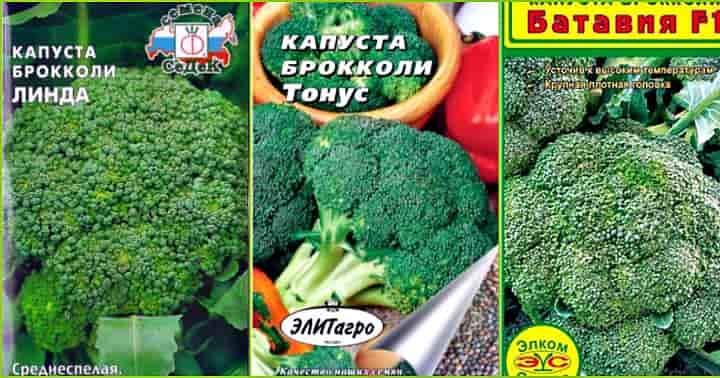 Капуста брокколі, що необхідно знати для вирощування та догляду у відкритому грунті