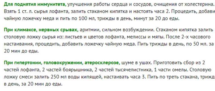 Лофант тибетський - північний женьшень, адаптоген та захисник імунітету