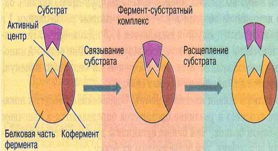 Що таке ферменти і їх значення для здоров'я