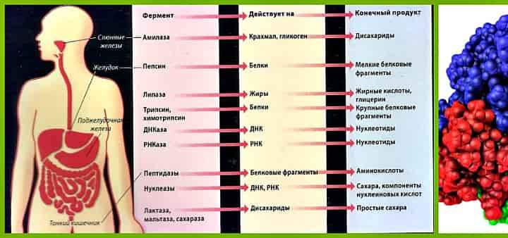 Що таке ферменти і їх значення для здоров'я