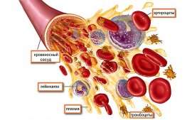 Еритроцити, лейкоцити, тромбоцити: функції і норма в крові
