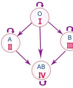 Позначення груп крові і їх сумісність