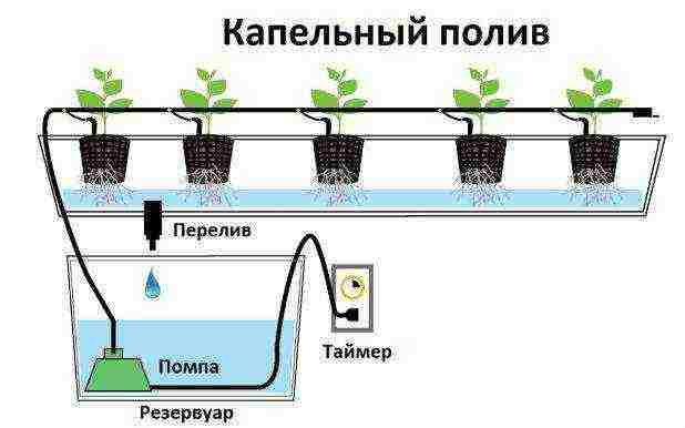 Полуниця на підвіконні: вирощування цілий рік, покрокове керівництво, особливості посадки та догляду, боротьба з хворобами, терміни збирання врожаю