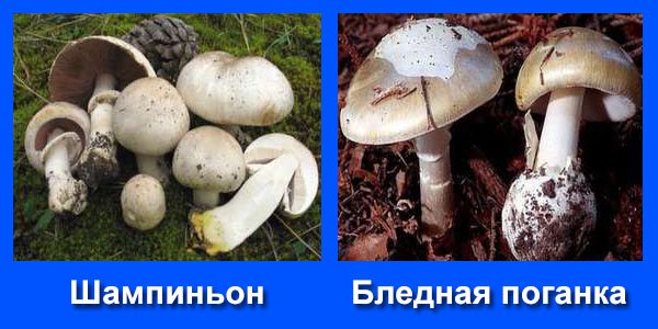 Печериці чорні під капелюшком: чи можна їсти (готувати) потемнілі гриби, із чорними пластинками, всередині, з холодильника, після розморожування