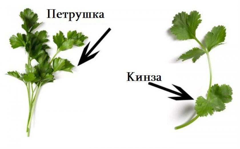 Калорійність Коріандр (кінза), листя, сушені. Хімічний склад і харчова цінність.