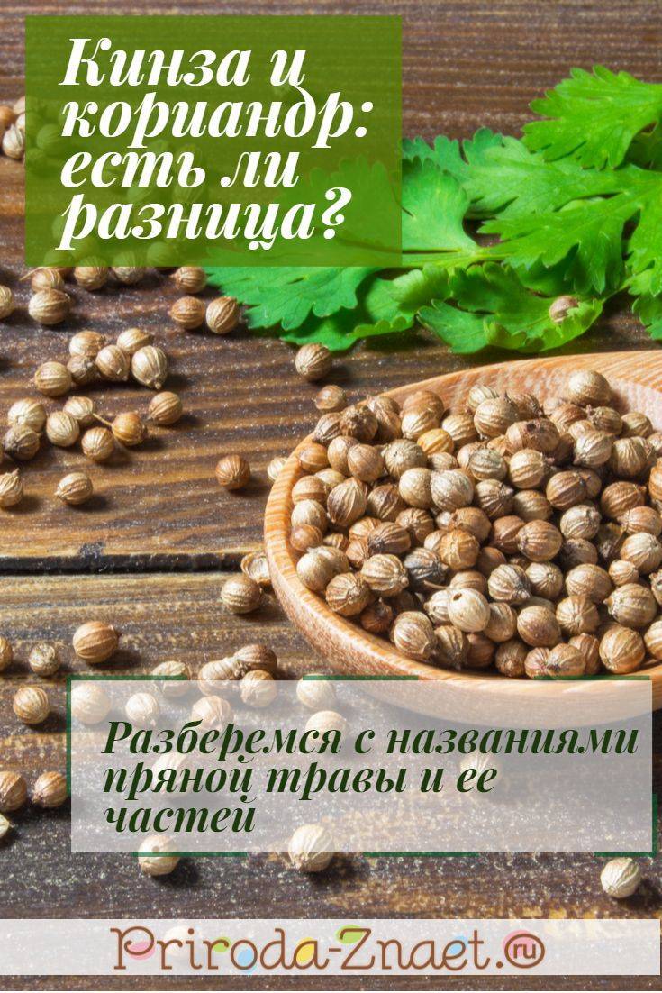 Калорійність Коріандр (кінза), листя, сушені. Хімічний склад і харчова цінність.