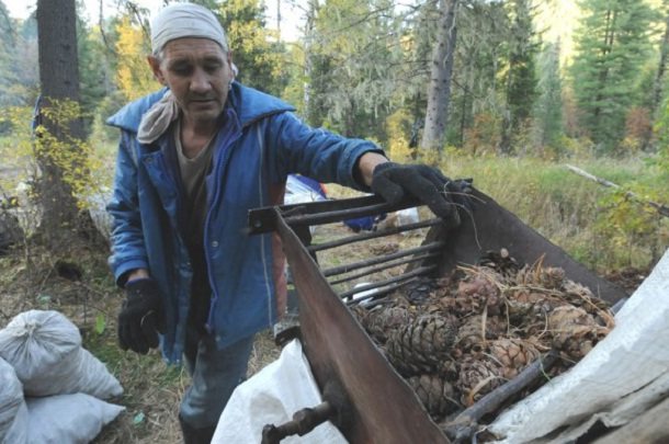 Горіхи. Горіхова сировина у виробництві кондитерських виробів