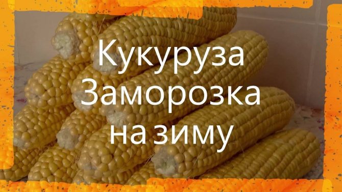 Як заморозити диню на зиму - вдалі експерименти