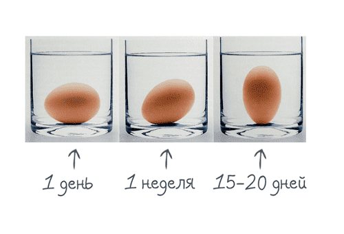Як перевірити курячі та перепелині яйця на свіжість?