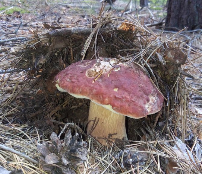 Як смажити білі гриби з цибулею, петрушкою і часником