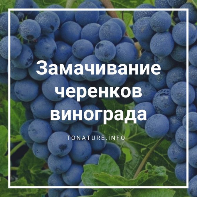 Як заготовити черешки (чубуки) винограду восени і зберегти їх взимку?