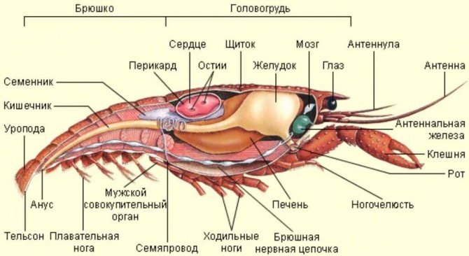 Як правильно їсти раків, омарів, креветки і мідії