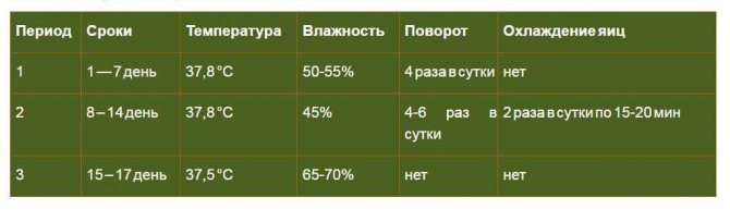 З чого почати розведення перепелів або основні правила успішної інкубації перепелиних яєць