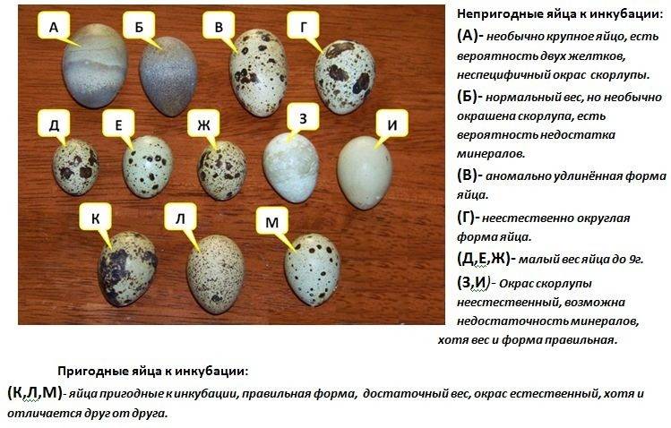 З чого почати розведення перепелів або основні правила успішної інкубації перепелиних яєць