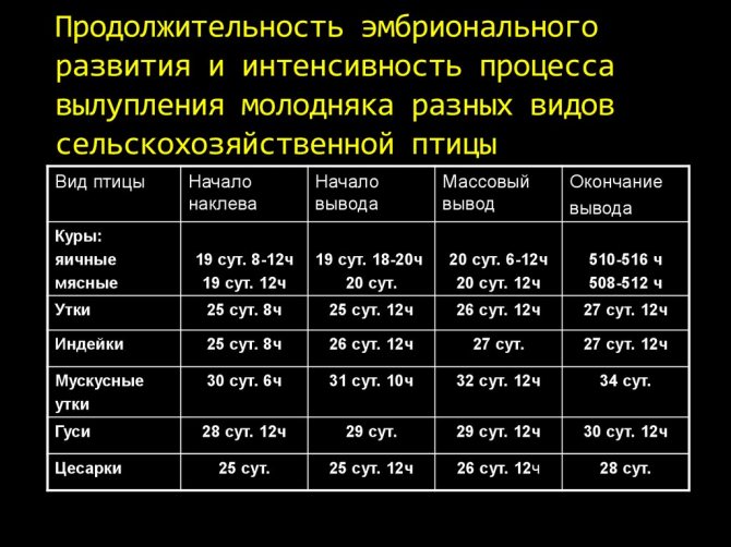 З чого почати розведення перепелів або основні правила успішної інкубації перепелиних яєць