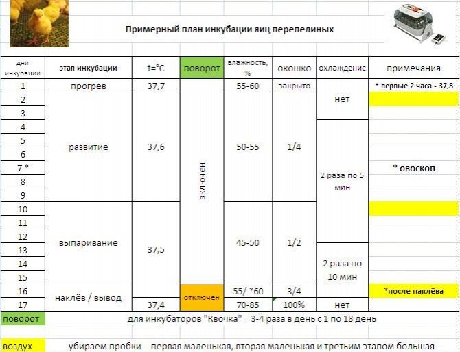 З чого почати розведення перепелів або основні правила успішної інкубації перепелиних яєць