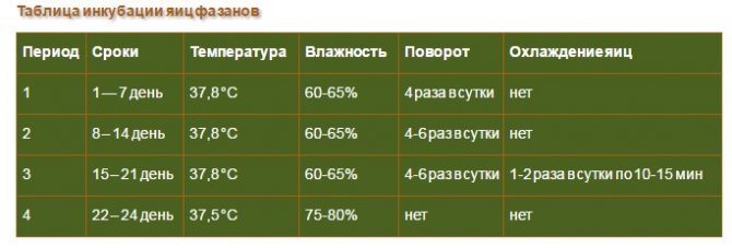 З чого почати розведення перепелів або основні правила успішної інкубації перепелиних яєць