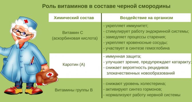 Чорна смородина при циститі - ефективна терапія в домашніх умовах