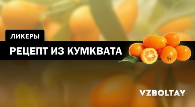 Лікер Кумкват: огляд напою, з чого роблять рецепт в домашніх умовах