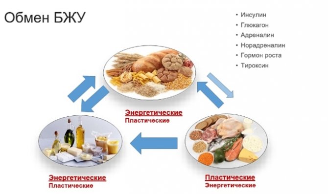 Білки в продуктах: огляд продуктів з найбільшим вмістом білка, користь і шкода