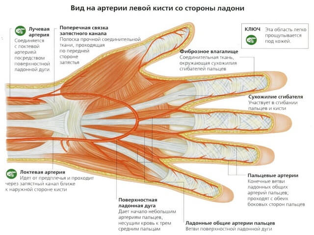 Чи шкідливо хрустіти пальцями на руках або корисно