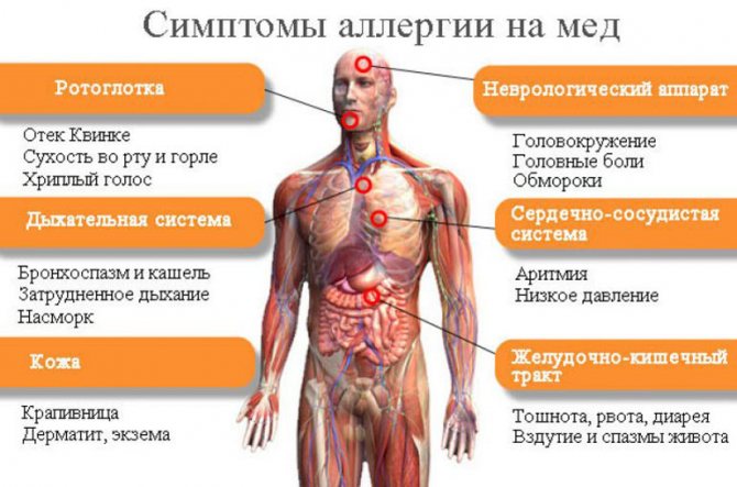 Калина з медом - корисні властивості і секрети ефективного застосування