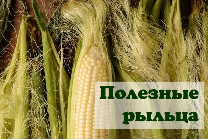 Чи можна їсти кукурудзу при схудненні. Чи можна їсти варену або консервовану кукурудзу при схудненні?