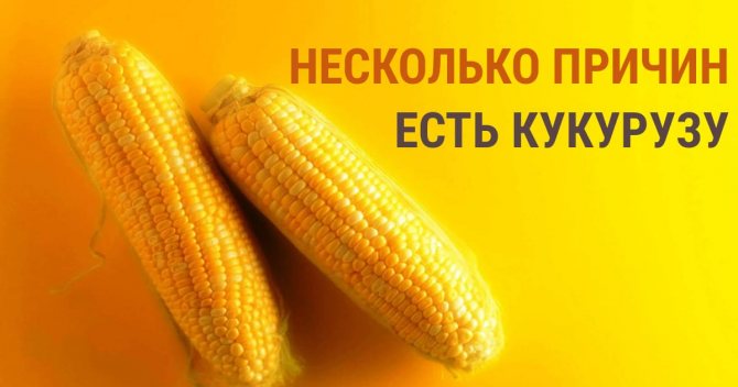 Чи можна їсти кукурудзу при схудненні. Чи можна їсти варену або консервовану кукурудзу при схудненні?