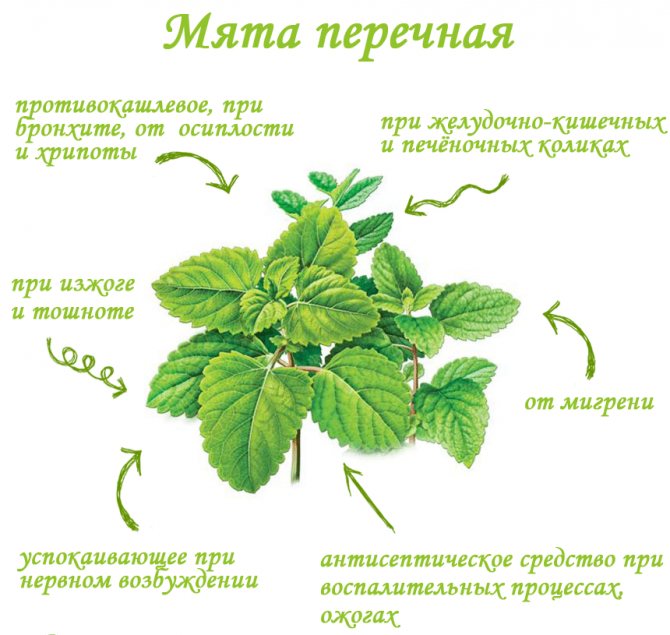 Вплив м'яти на чоловіків: користь і шкода від вживання. Як рослина діє на статеву функцію?