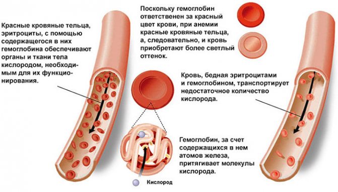 Вміст заліза в продуктах тваринного походження