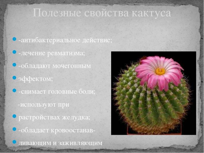 Кактуси в будинку: добре чи погано, прикмети і забобони. Домашні кактуси: шкода і користь