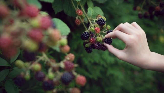 Хмарно вигода! Які ягоди особливо корисні і скільки їх можна з'їсти