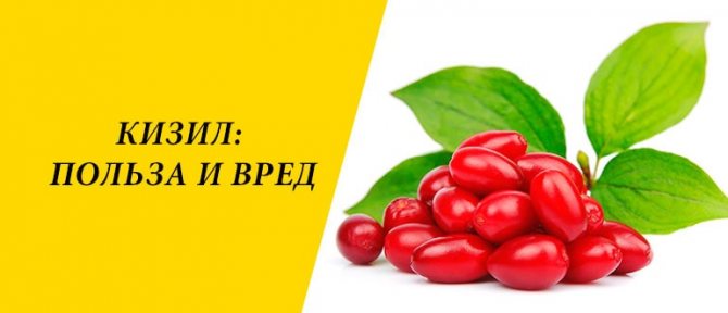 Кизил сушений: корисні властивості та протипоказання для організму жінок, як в'ялити кизил, калорійність, фото