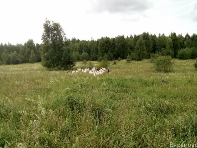 Користь і шкода молока: козячого, топленого, сухого і коров'ячого