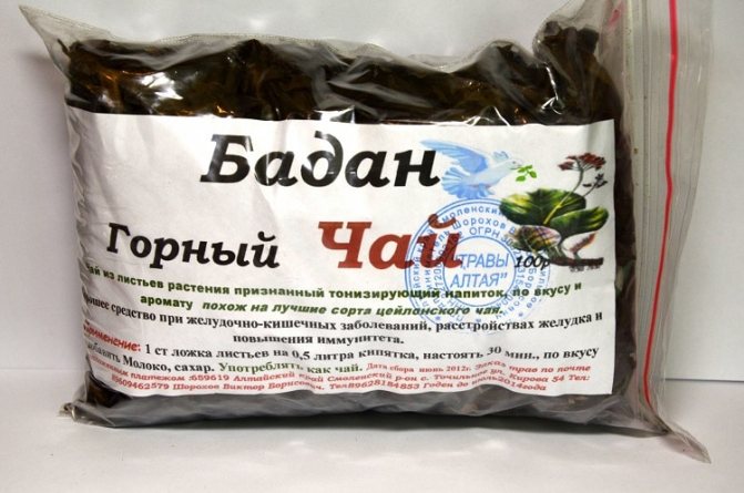 Бадан чай (чігірскій чай): лікувальні властивості, як заварювати і вживати