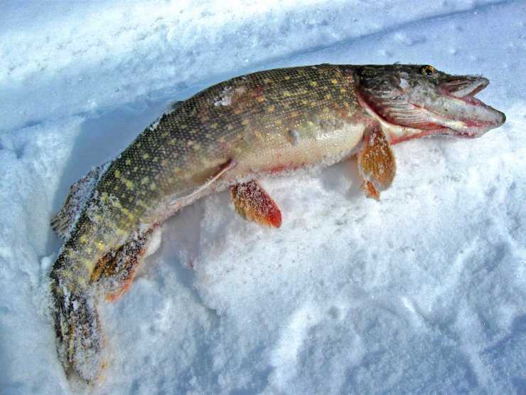 Щука - користь і шкода річковий хижачки для здоров'я