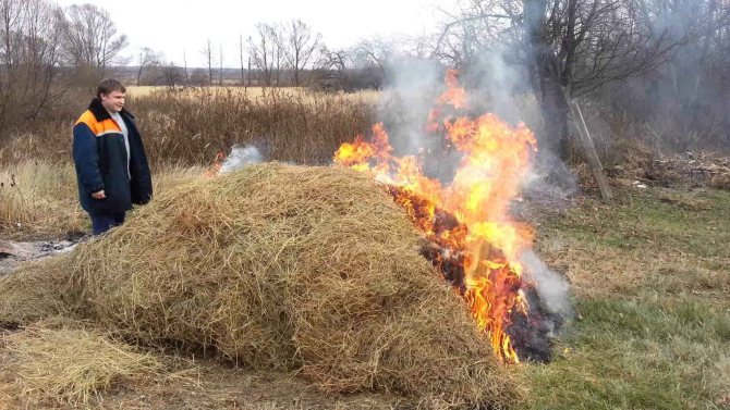 Що не можна підгодовувати золою? Які овочі, квіти не можна удобрювати золою? Яку золу можна використовувати в городі: поради, відгуки