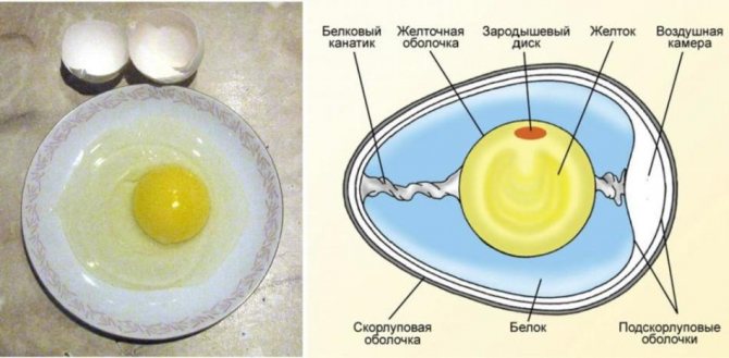 Куряче яйце: що корисніше, білок або жовток?