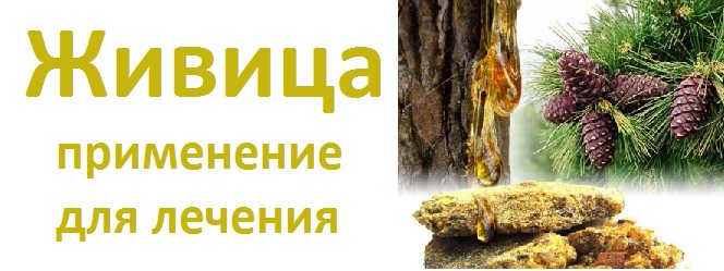 Лікувальні властивості і протипоказання живиці кедрової