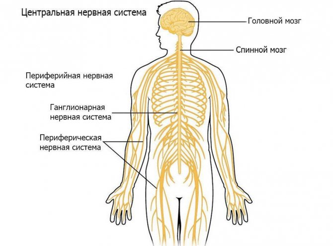 Медовуха: що це, рецепти приготування, види медовухи, мед як безалкогольний напій, застосування, в чому користь