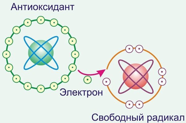 Рослинні флавоноїди - навіщо потрібні і в чому містяться