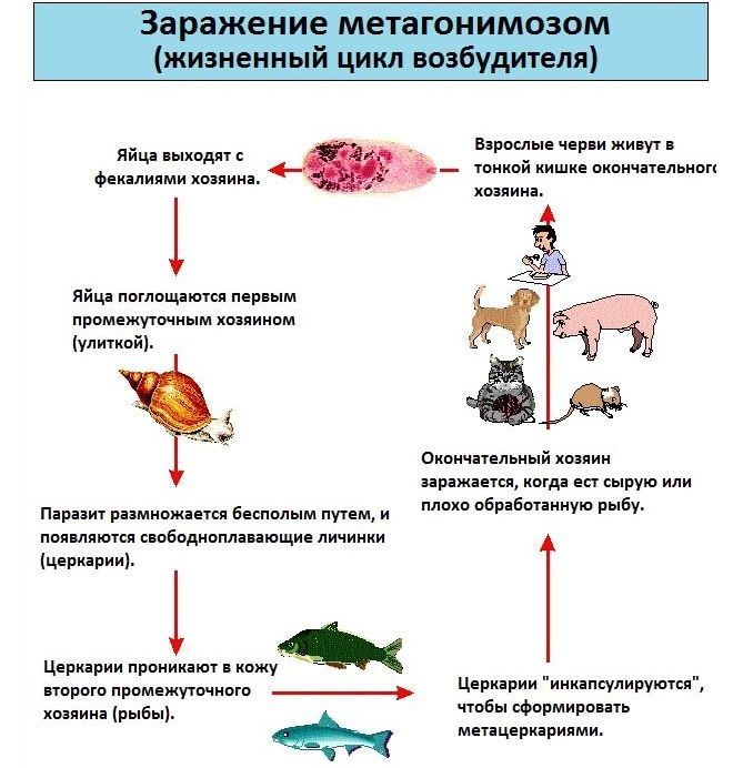 Сьомга: користь і шкода, вітаміни і мікроелементи, особливо приготування